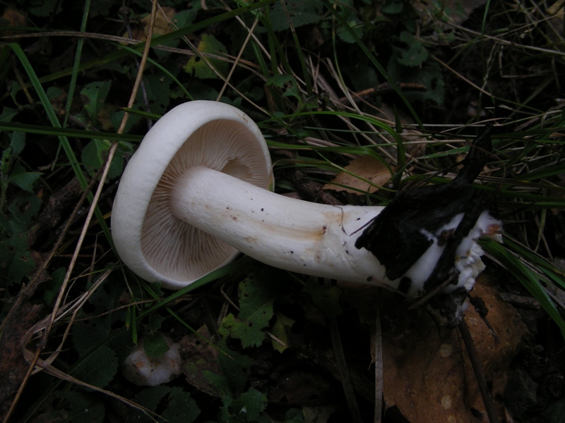 Escursione in bosco misto collinare